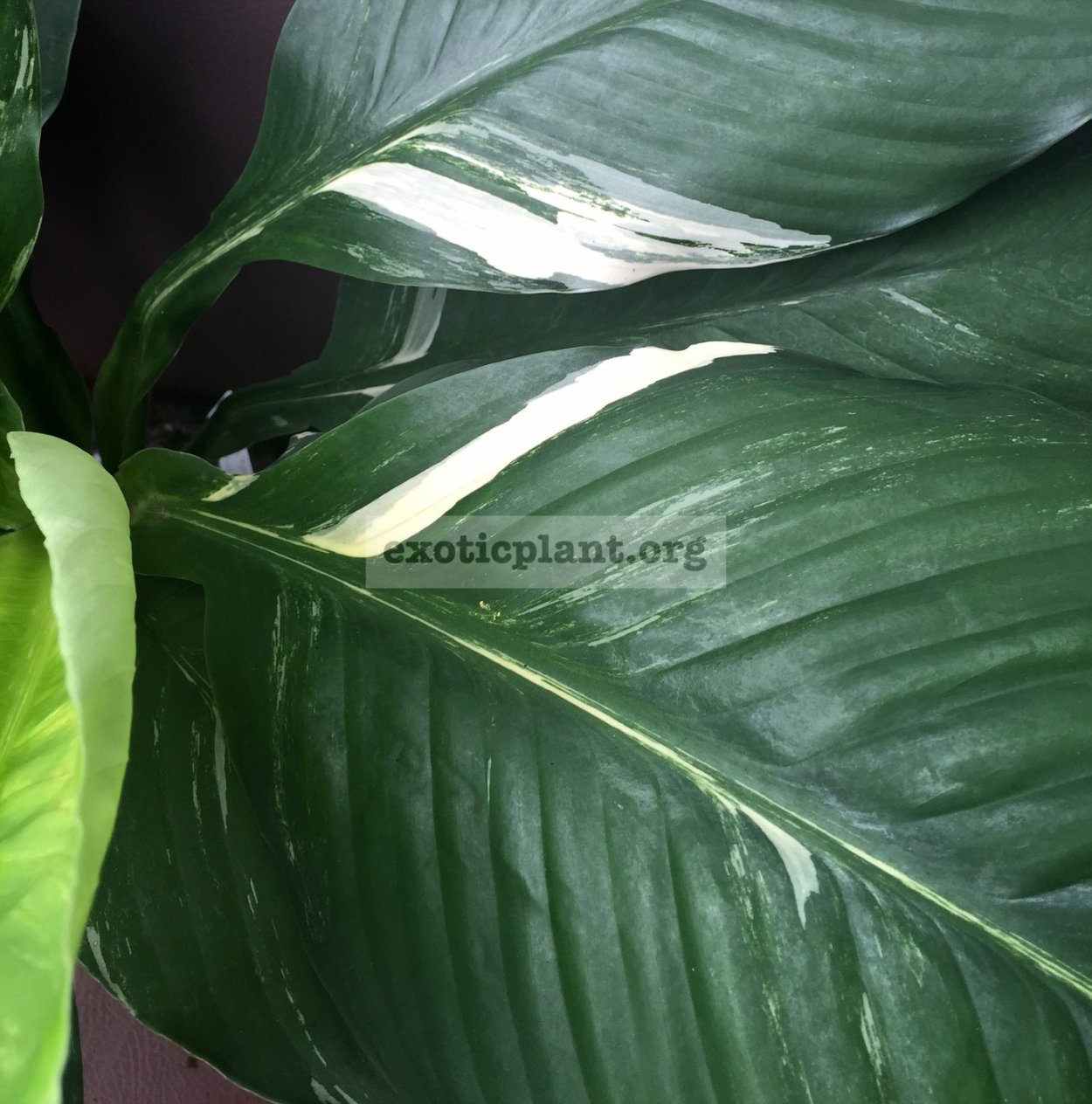 Spathiphyllum cochlearispathum