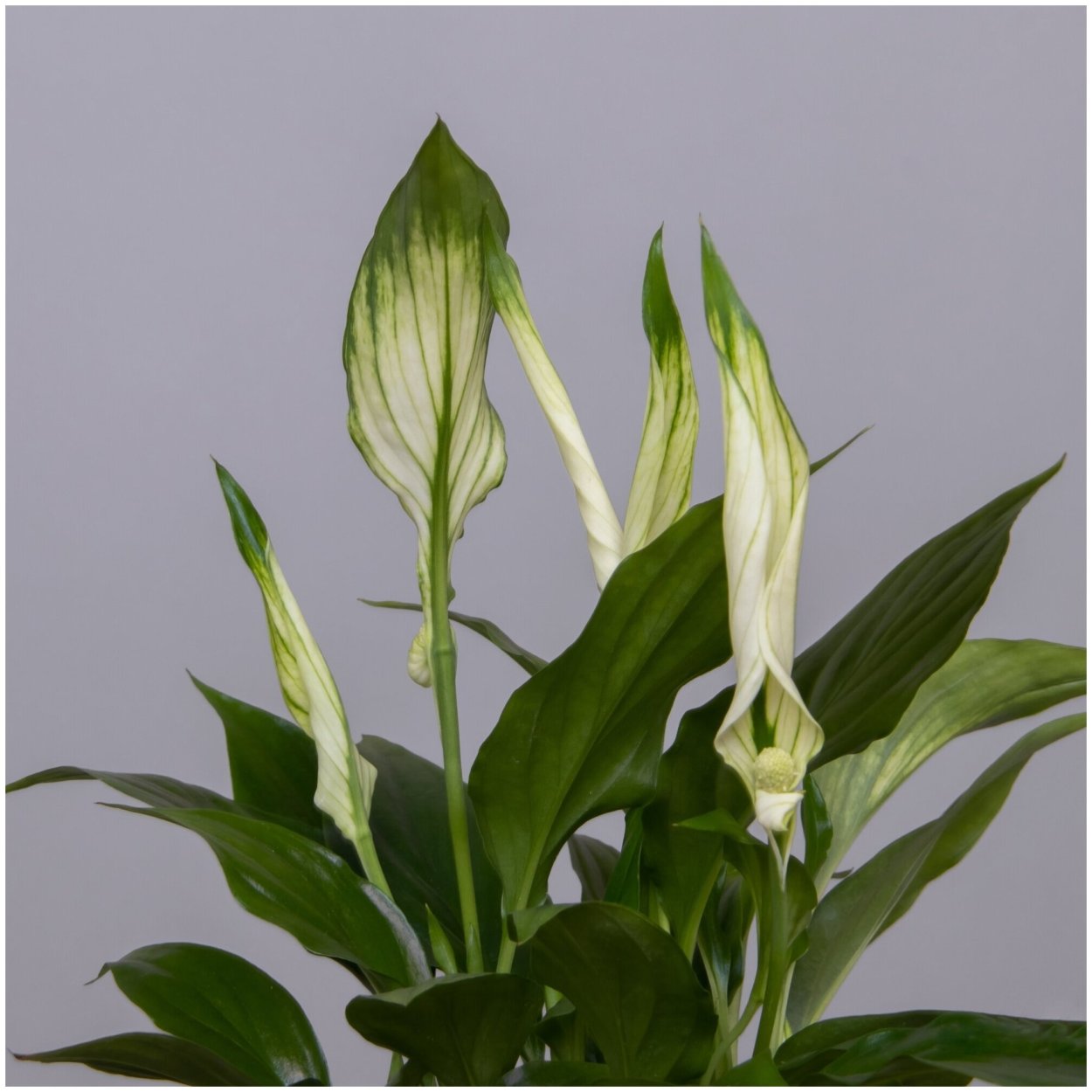 Спатифиллум Мауна Лоа