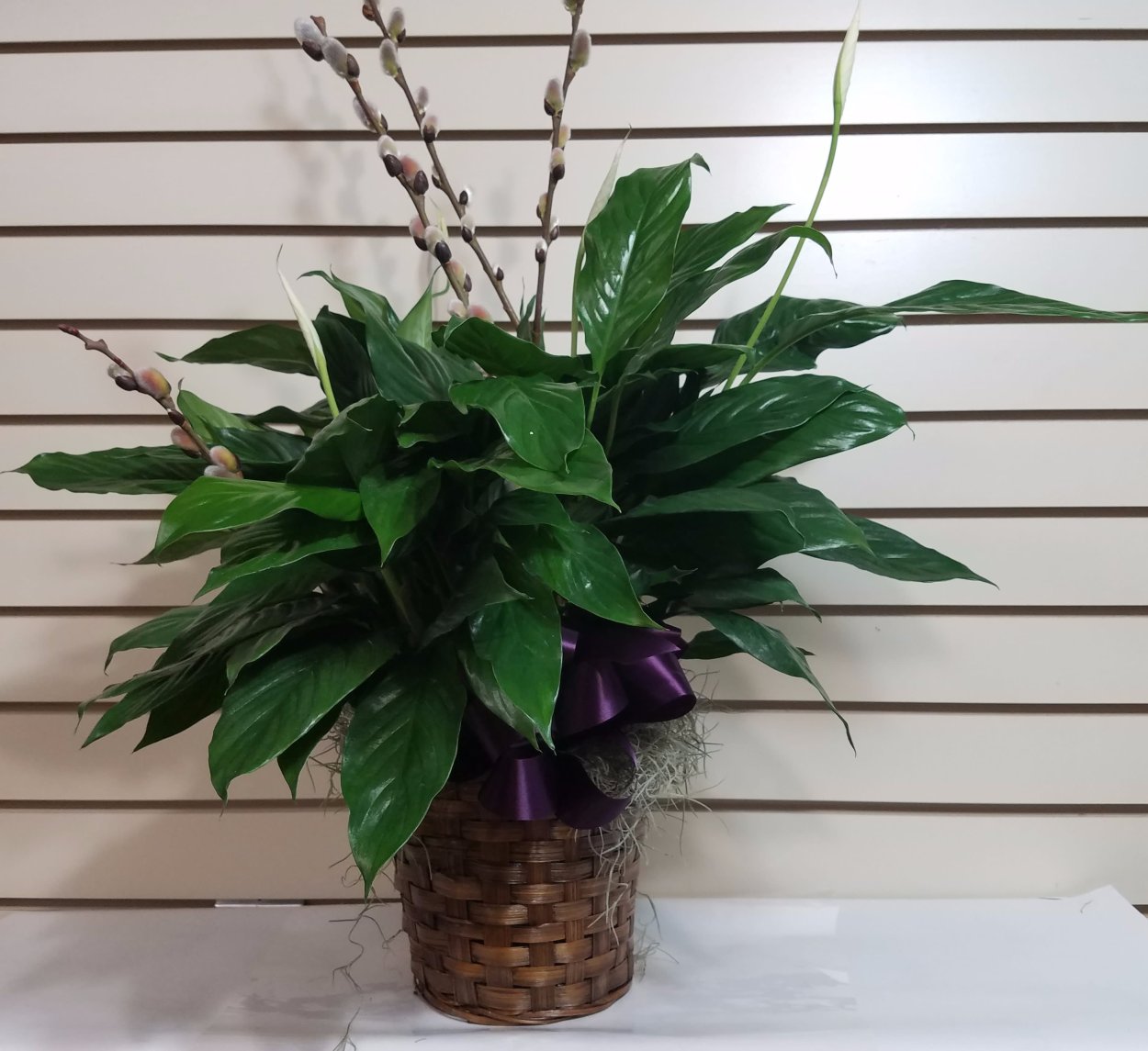 Спатифиллума сенсация Санни