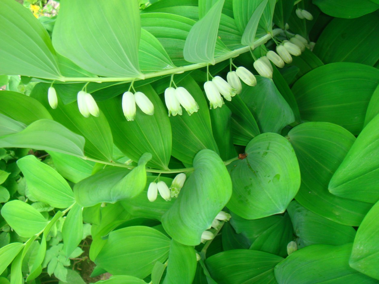 Дикий Ландыш купена