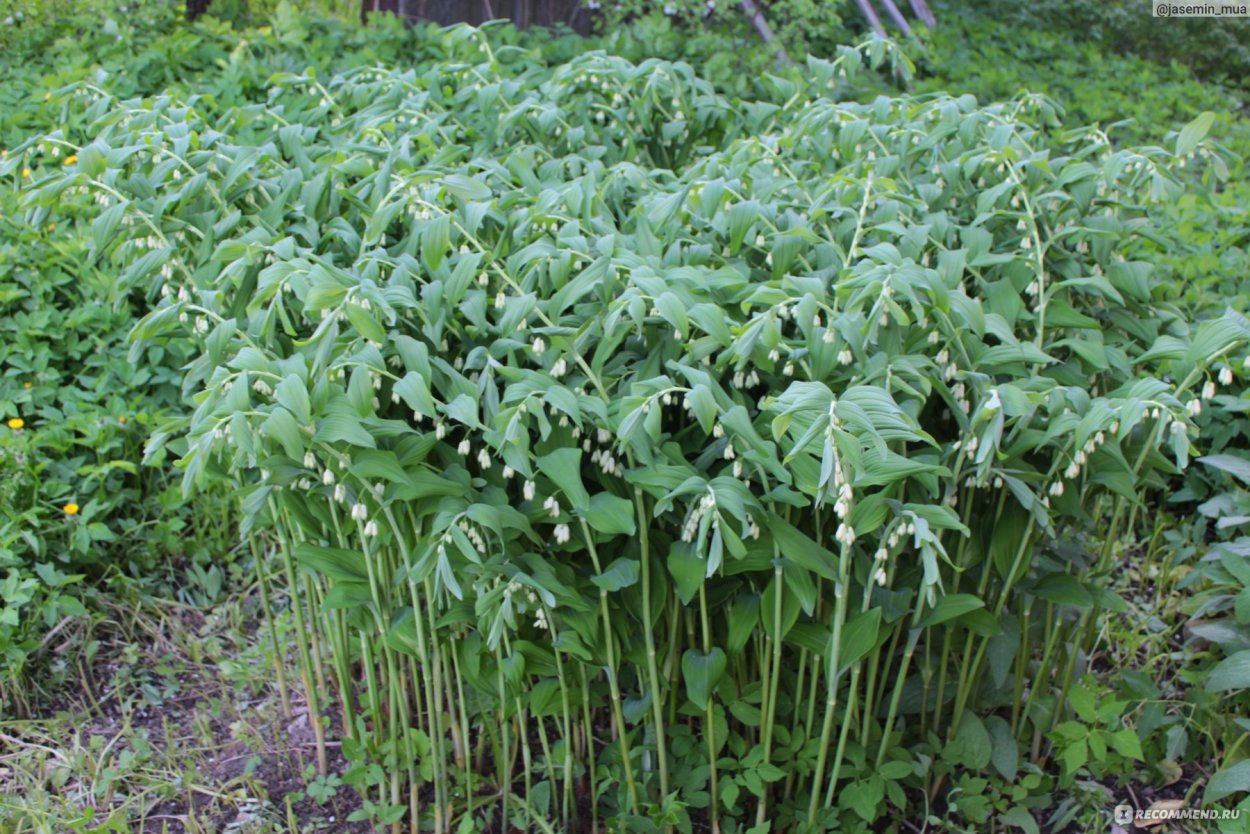 Ландыш купена