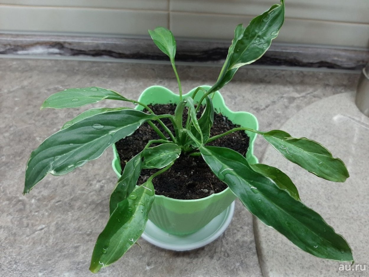 Спатифиллум вариегатный Пикассо