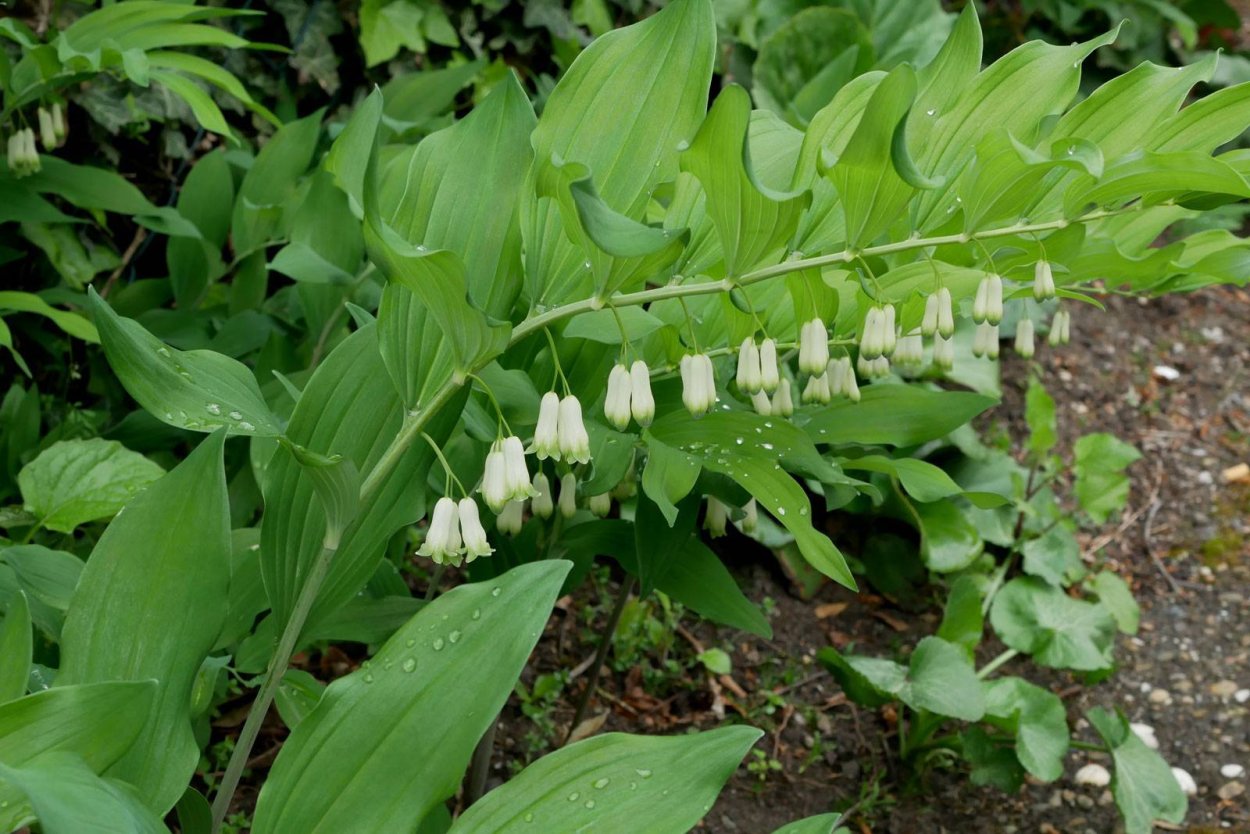Купена (Polygonatum)