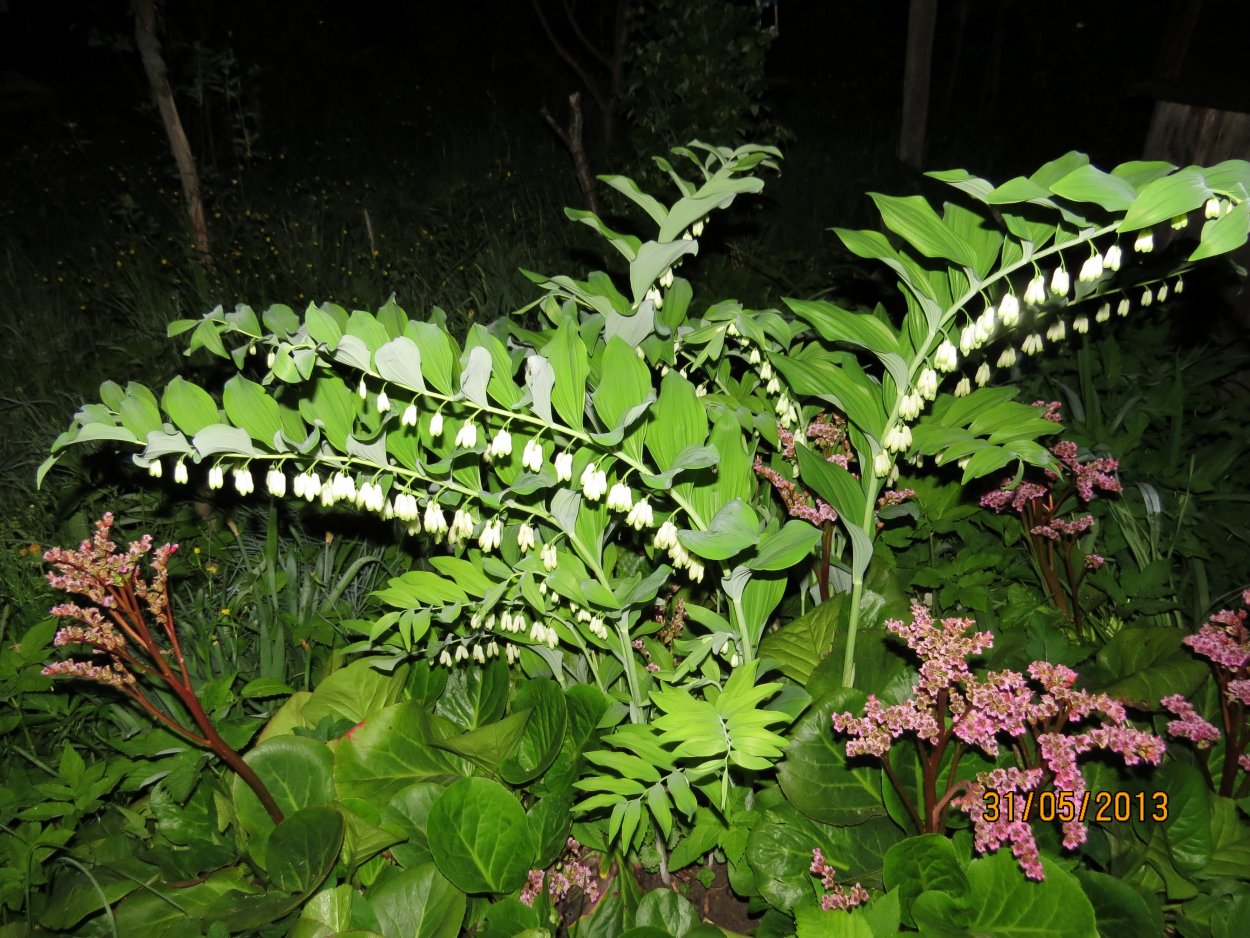 Купена двухцветковая