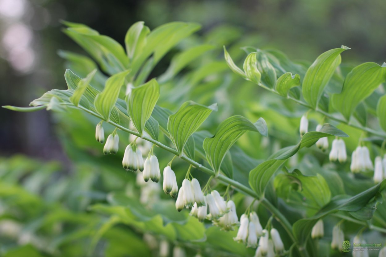 Купена мутовчатая