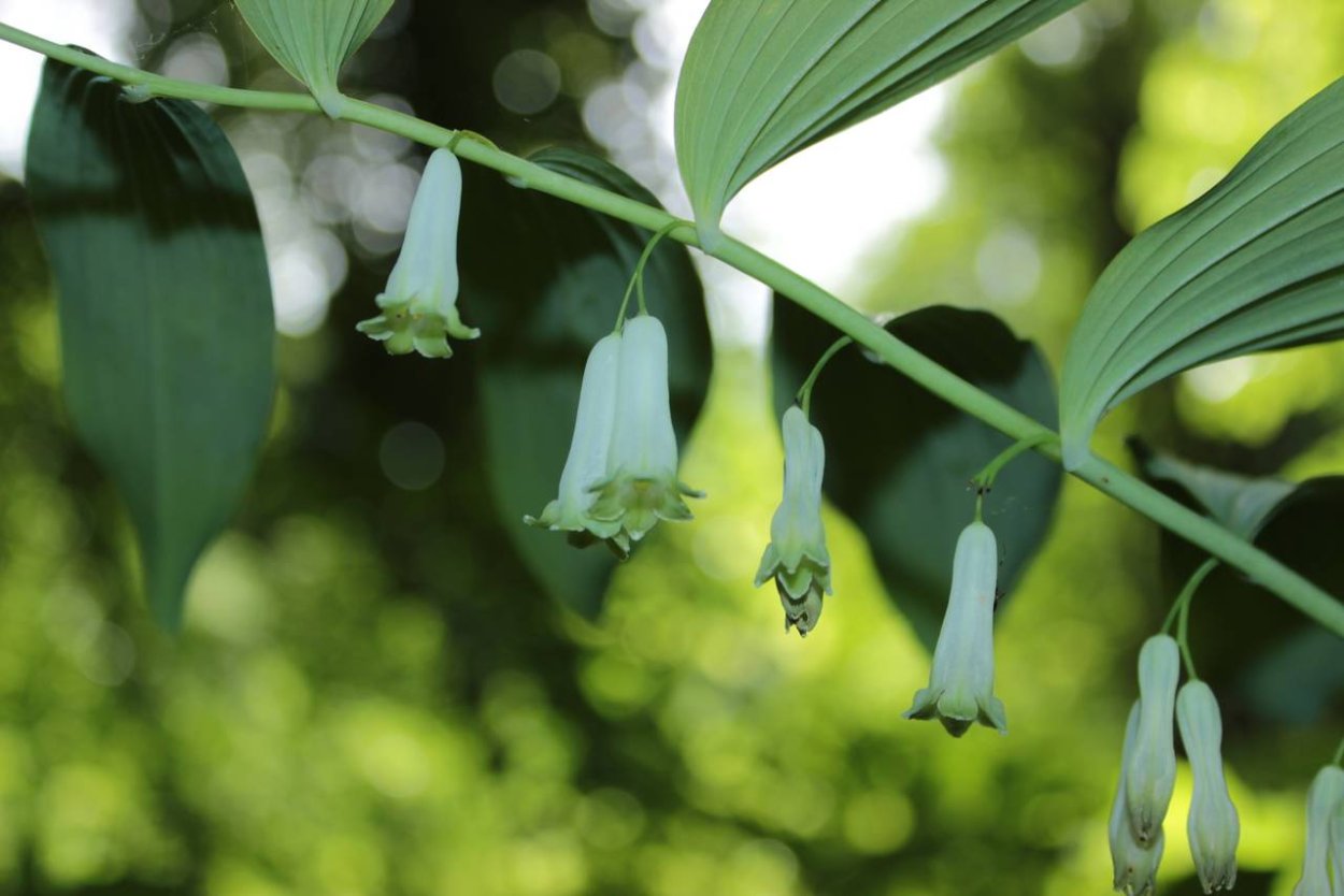 Купена многоцветковая 'giganteum'