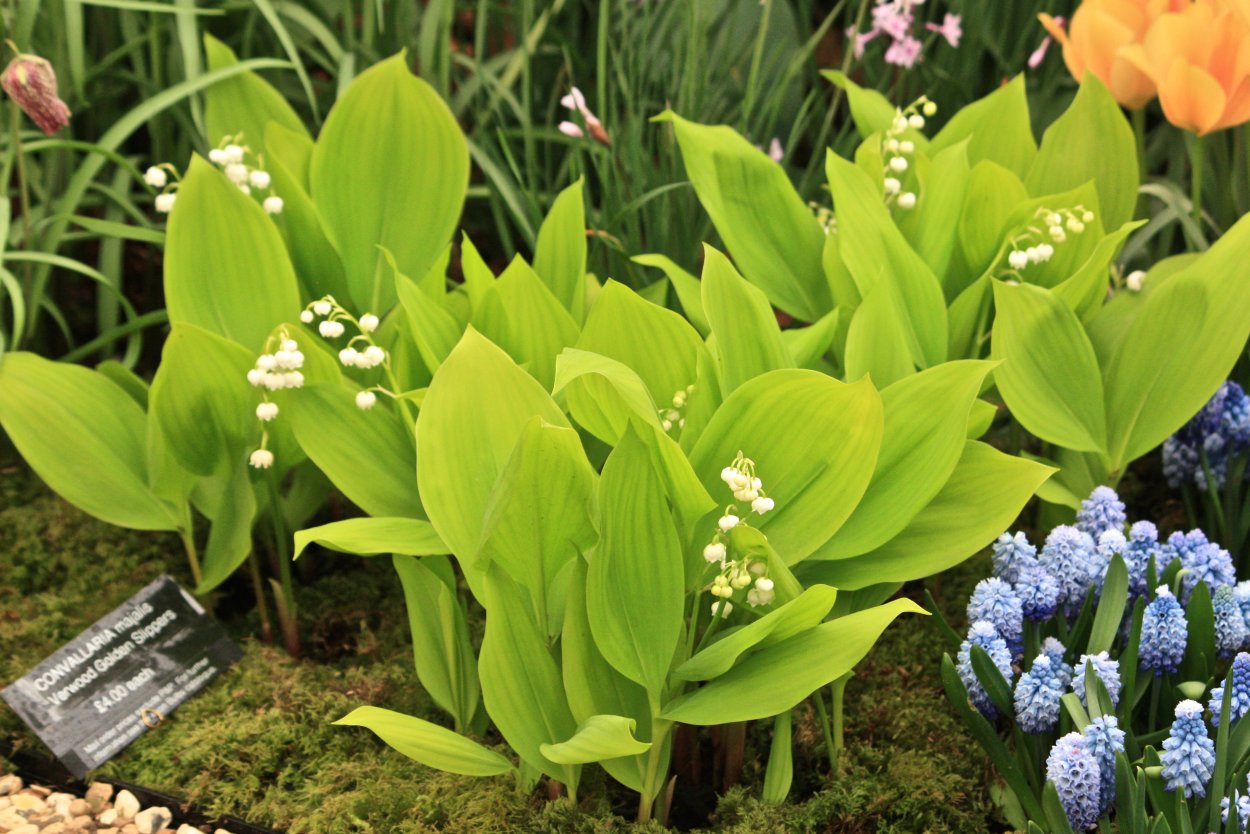 Купена душистая