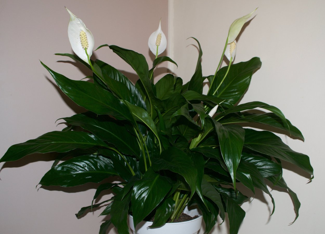 Побеги спатифиллума