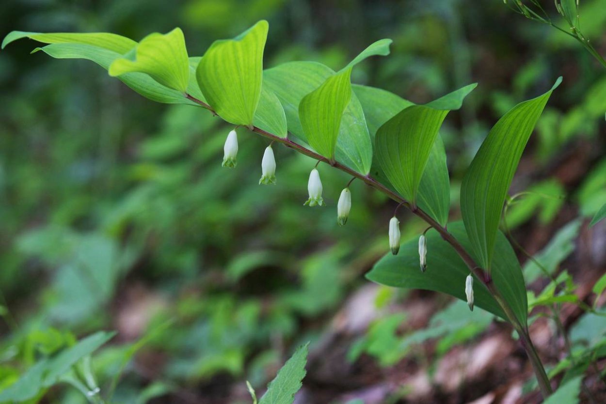 Купена многоцветковая (Polygonatum multiflorum)