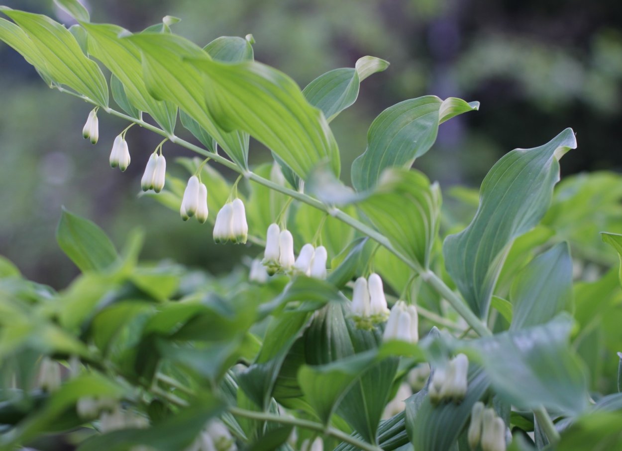 Купена душистая ягоды