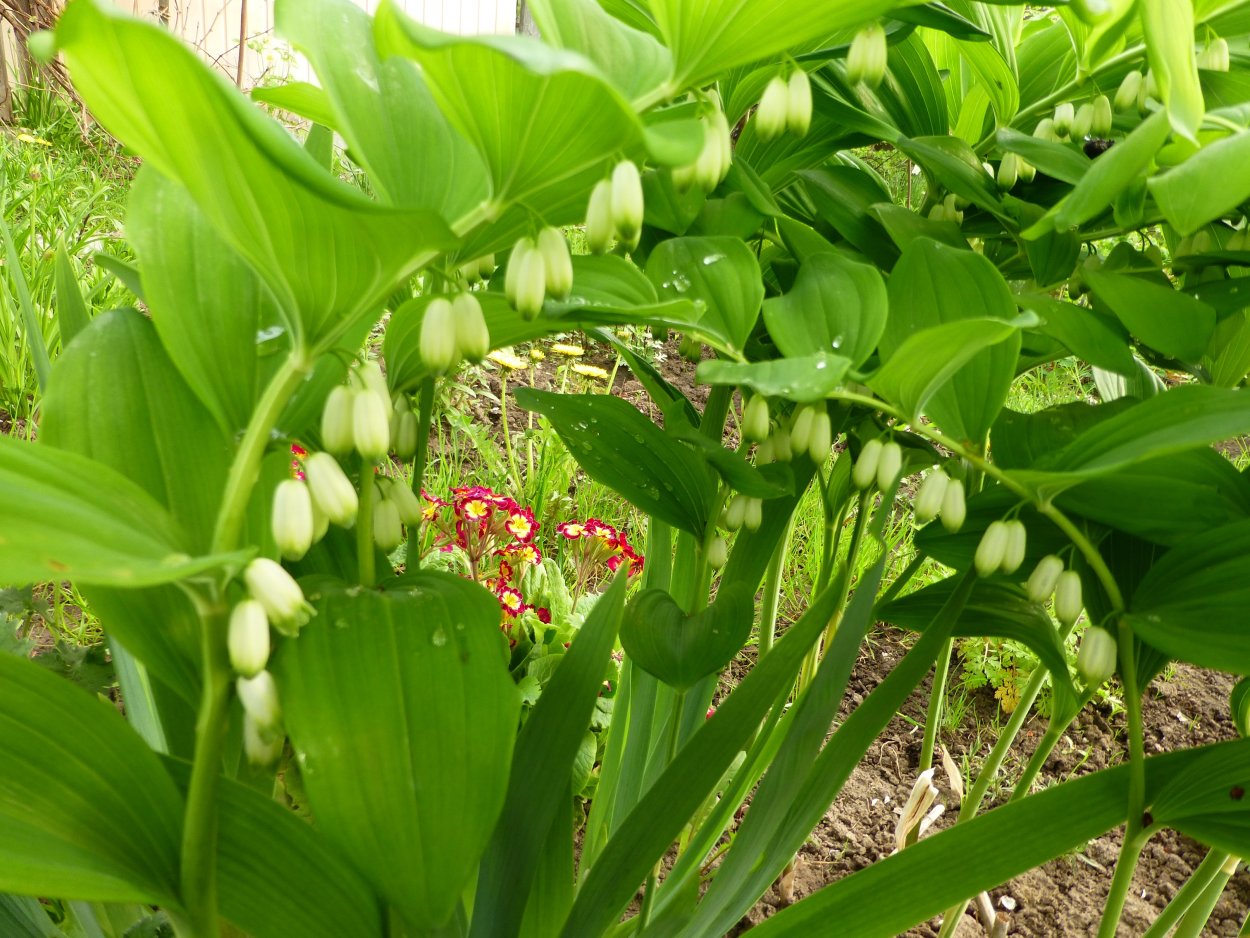 Купена душистая