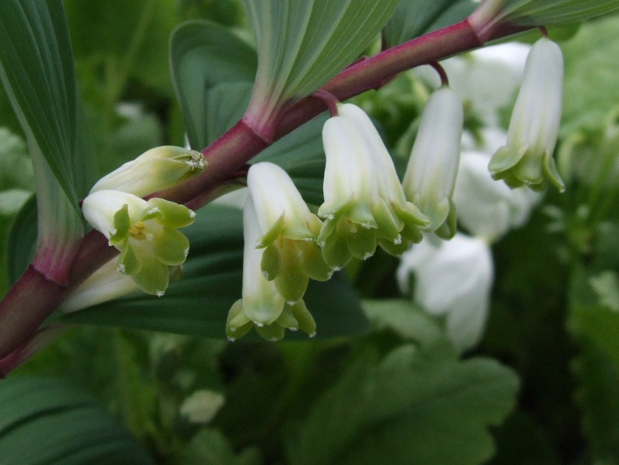 Купена мутовчатая