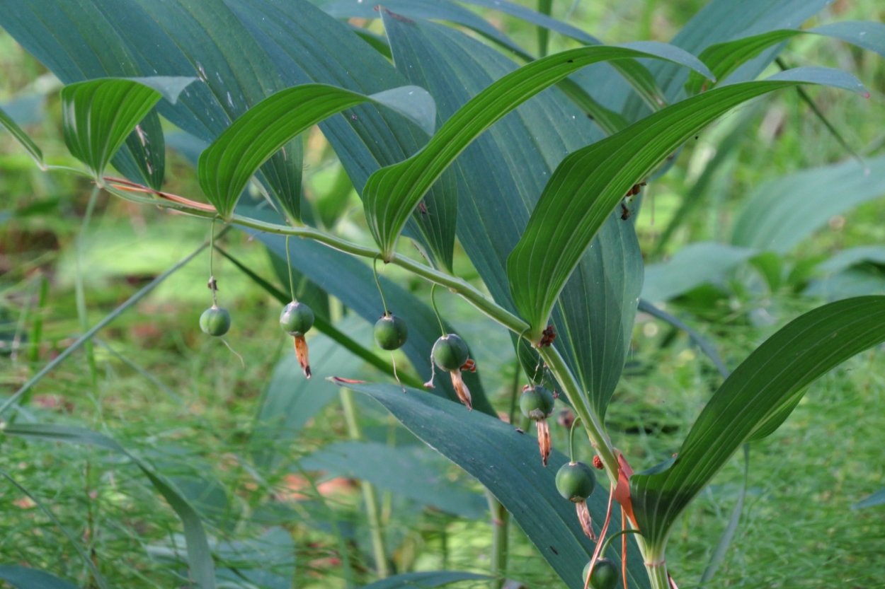 Купена многоцветковая ботаника