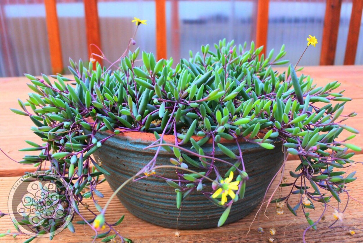 Отонна Капская