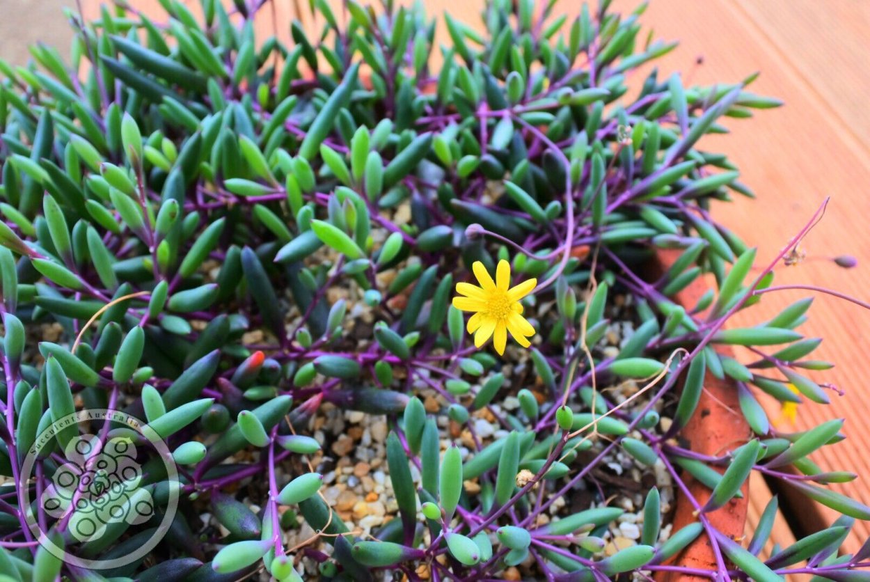 Отонна капенсис