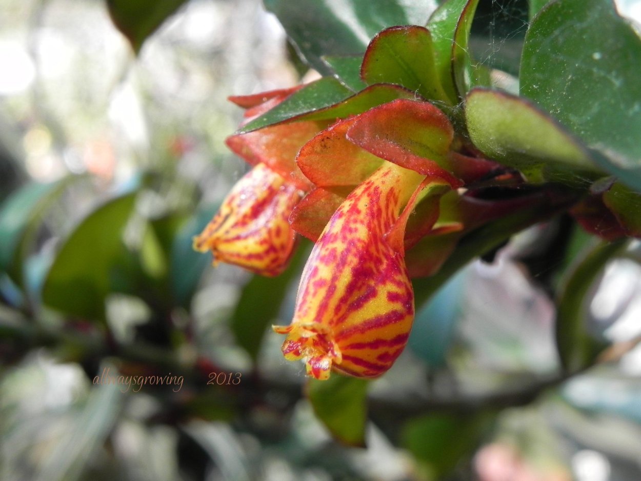 Гипоцирта колумнея