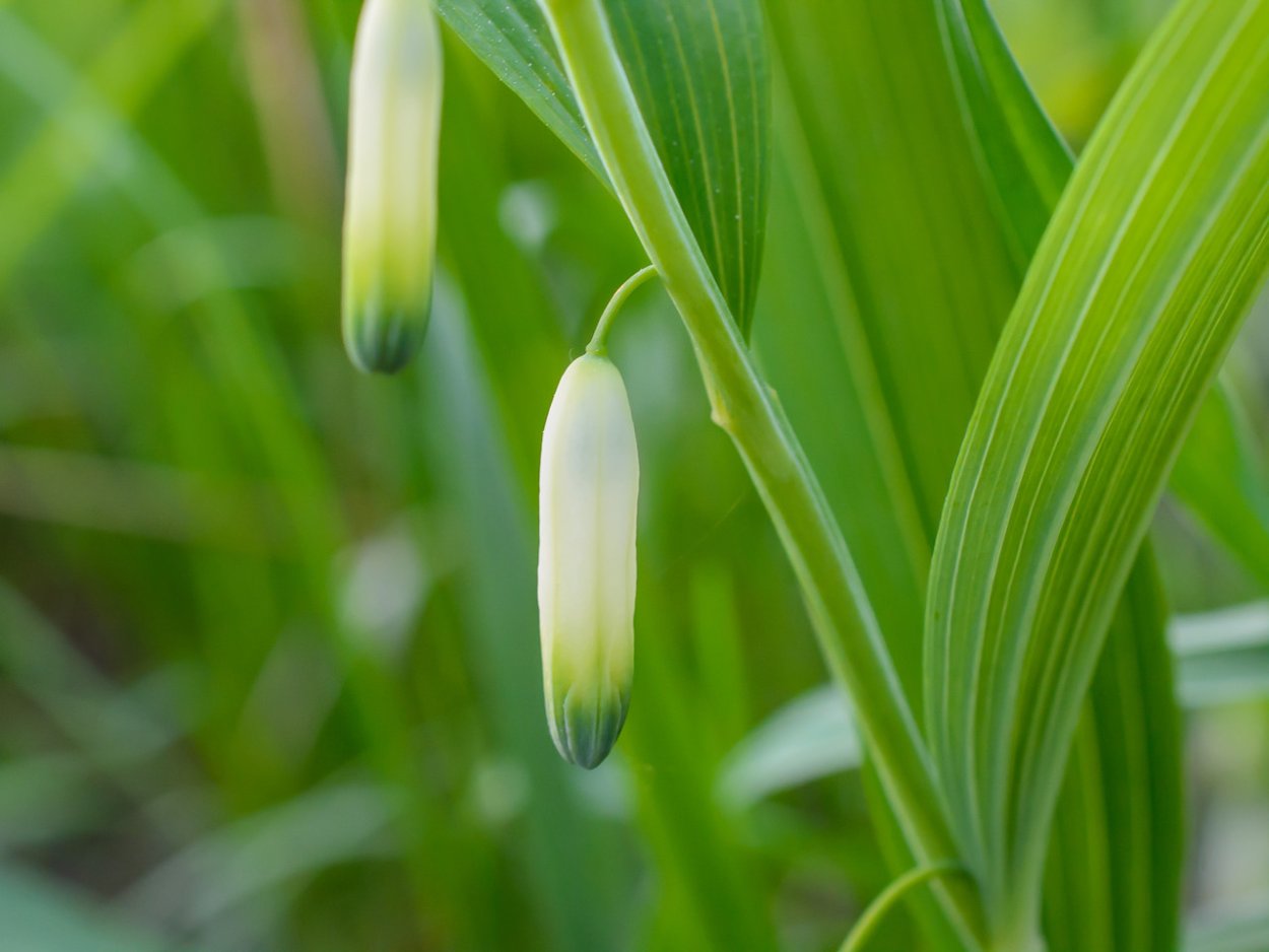 Купена вариегатная