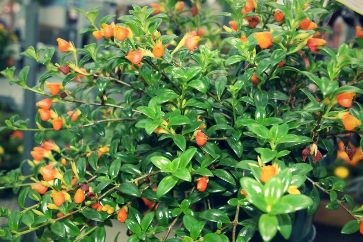 Нематантус гипоцирта бонсай