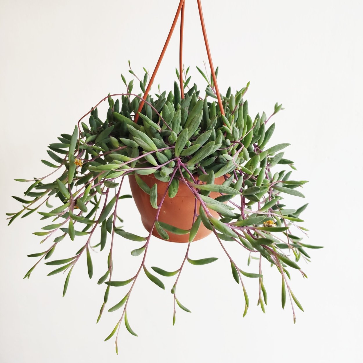 Senecio Purple Flush/крестовник