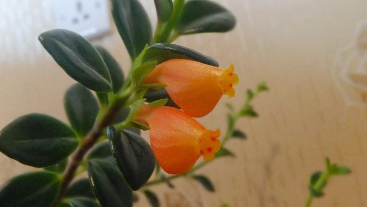 Нематантус гибридный