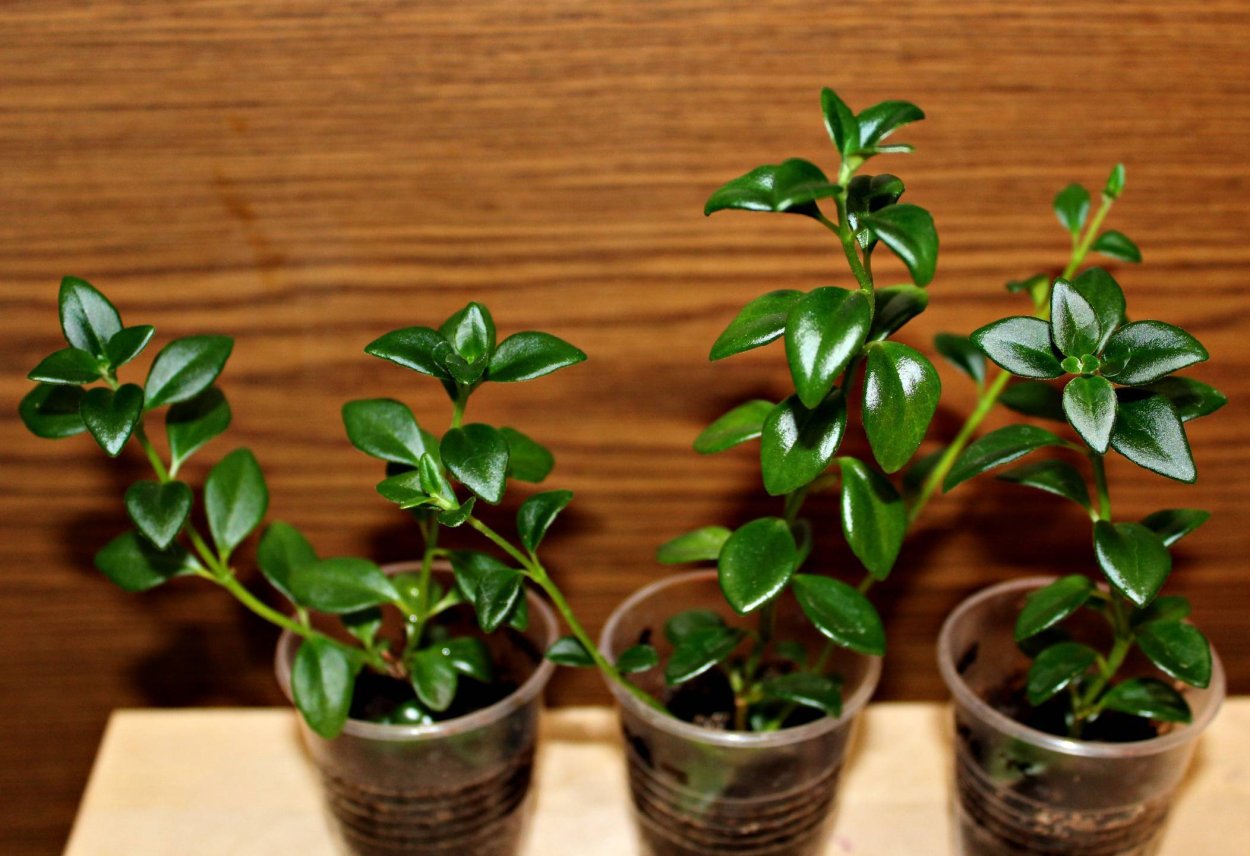 Нематантус болезни листьев