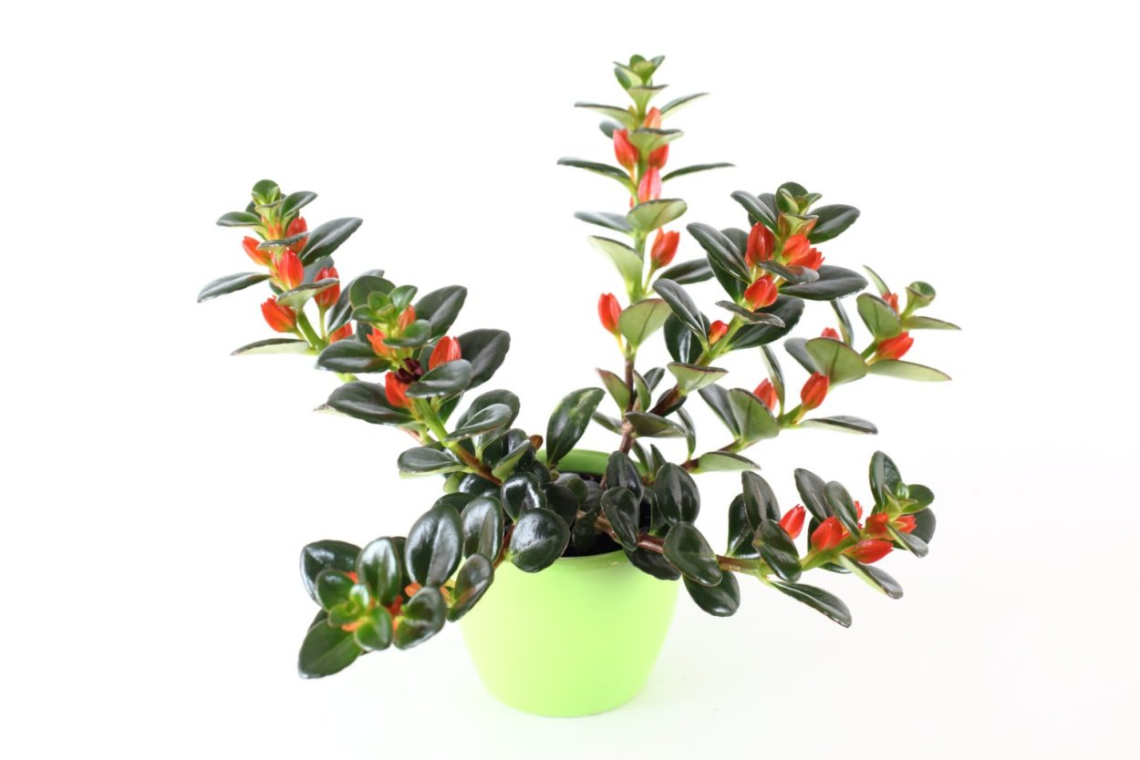 Гипоцирта Dibleys Gold