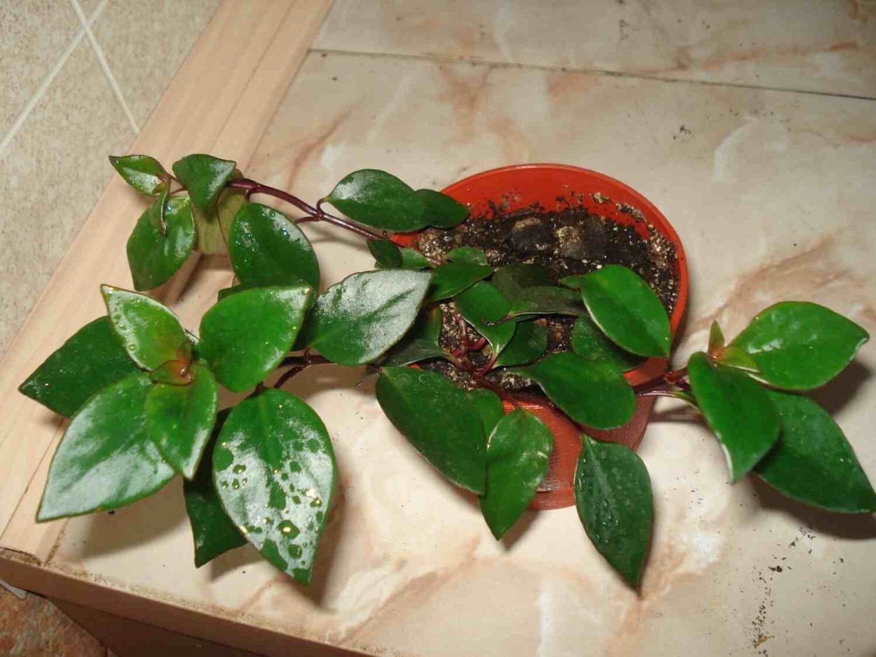 Немантус гибридный