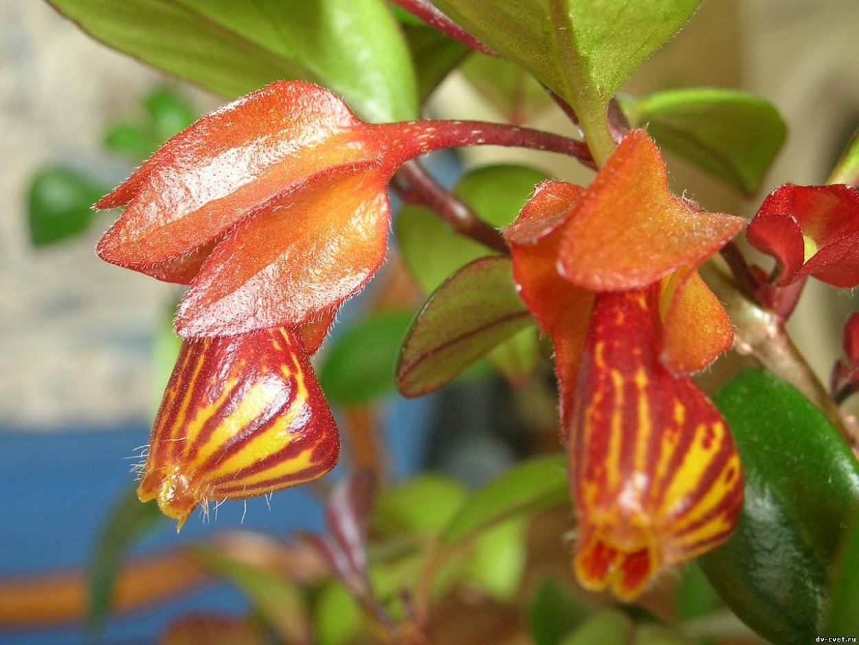 Нематантус ампельный