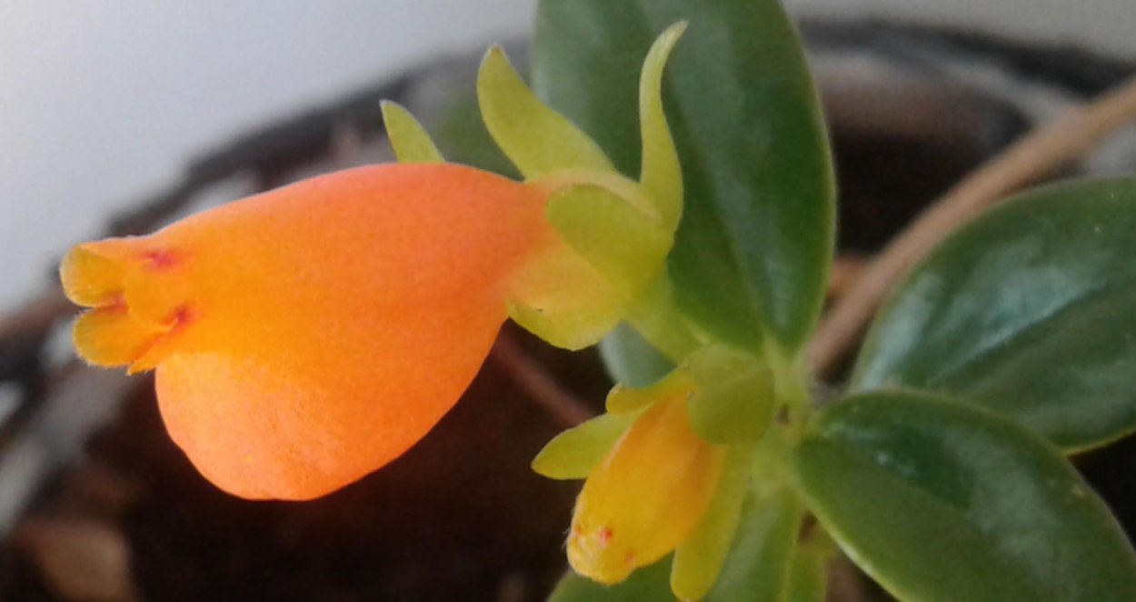 Нематантус Золотая рыбка