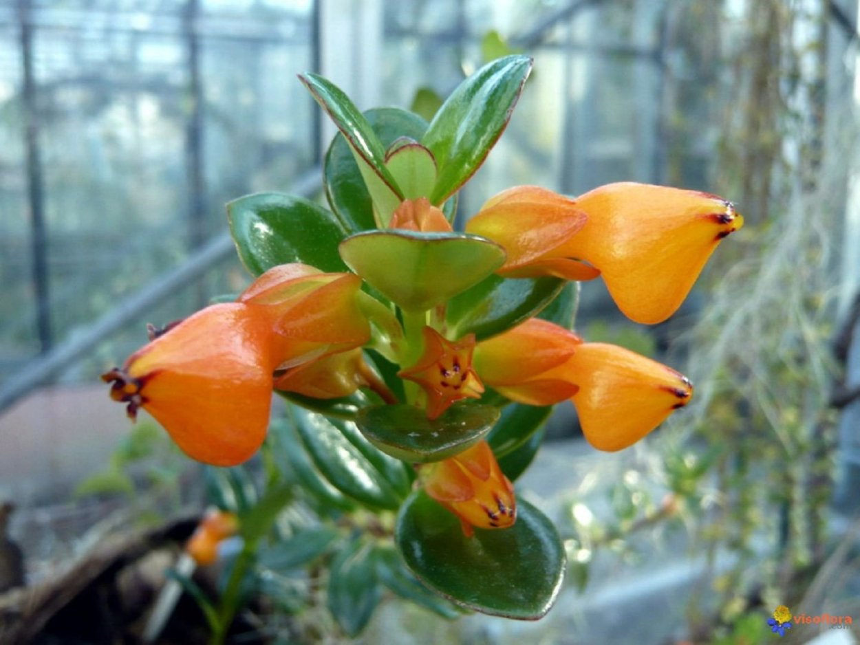 Гипоцирта Монетная