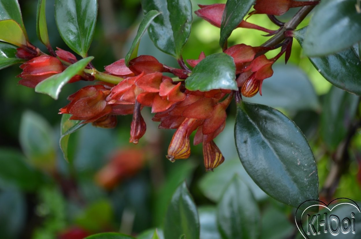 Нематантус Golden West