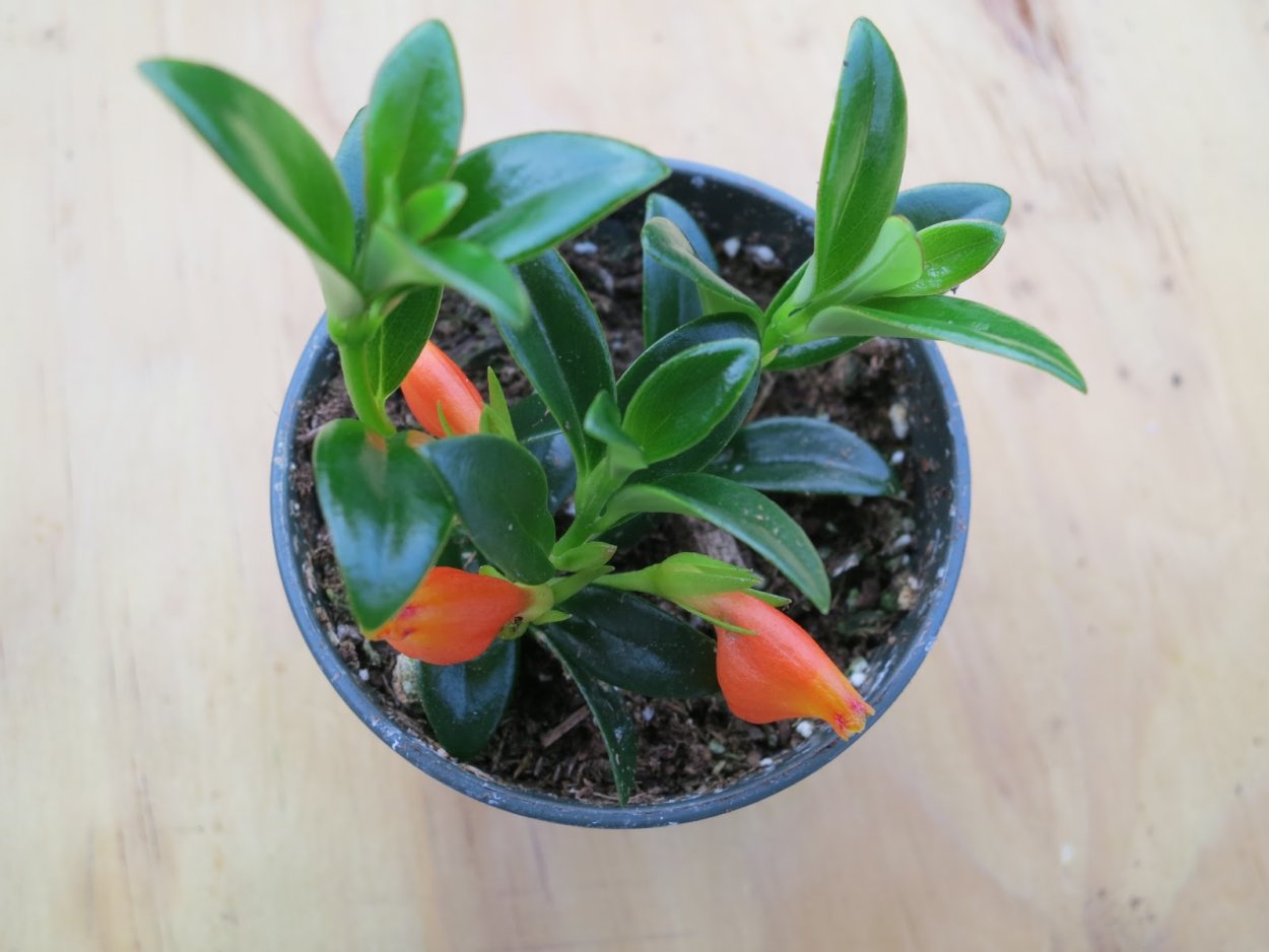 Нематантус gregarius Dibleys Gold