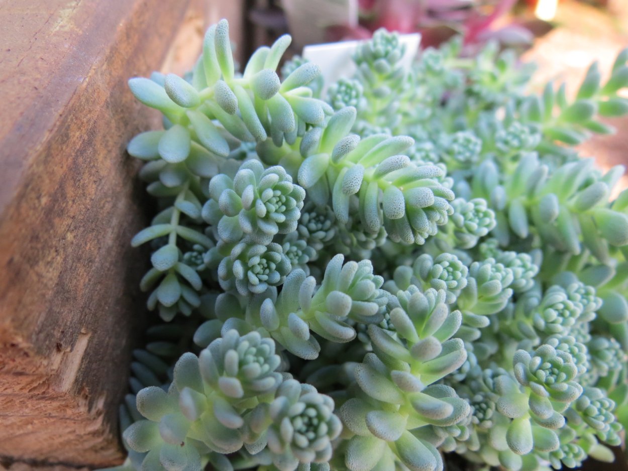 Очиток многостебельный