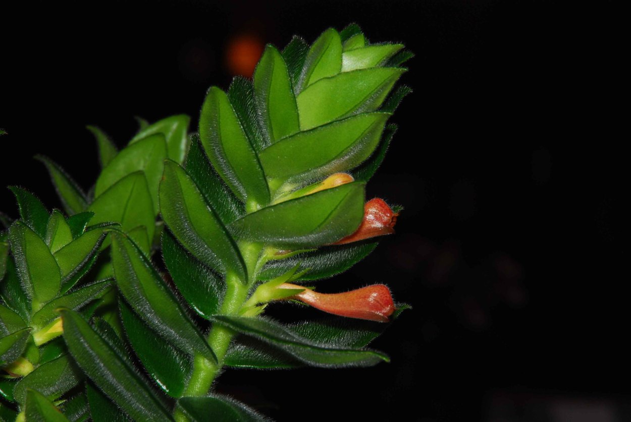 Нематантус ампельный