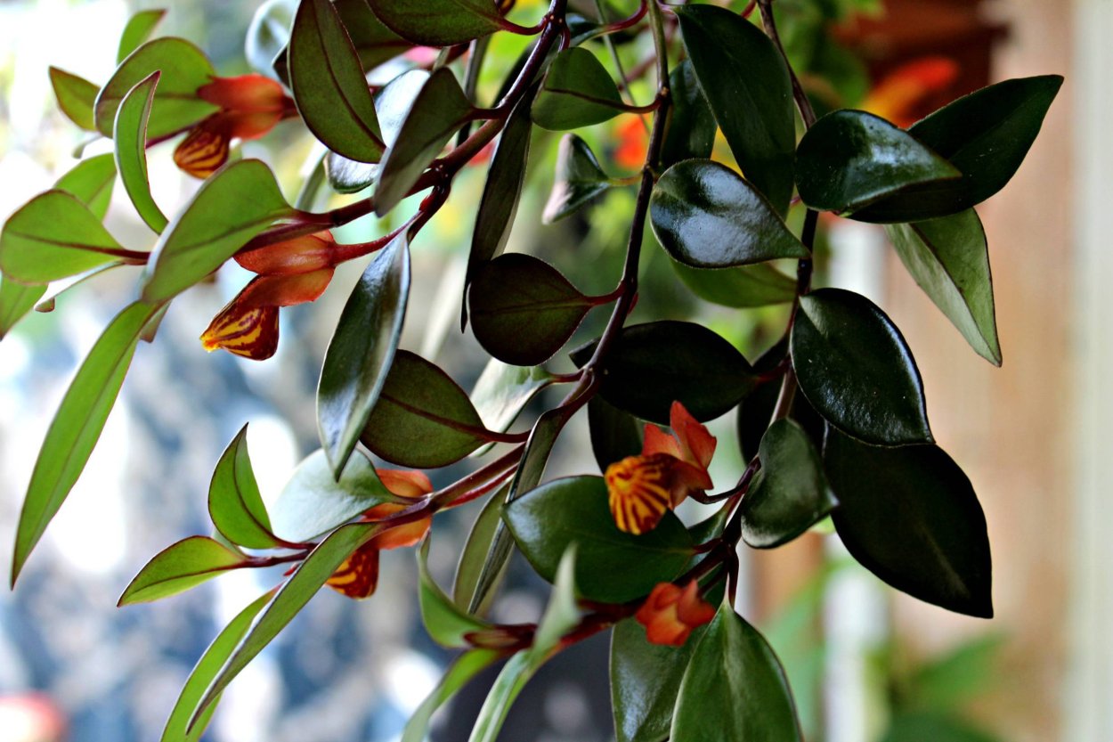 Нематантус грегариус