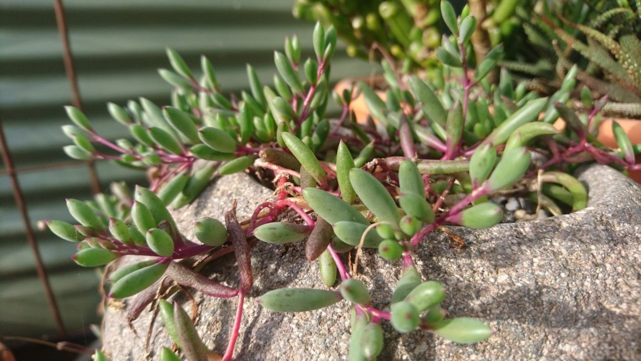 Суккулент Othonna capensis