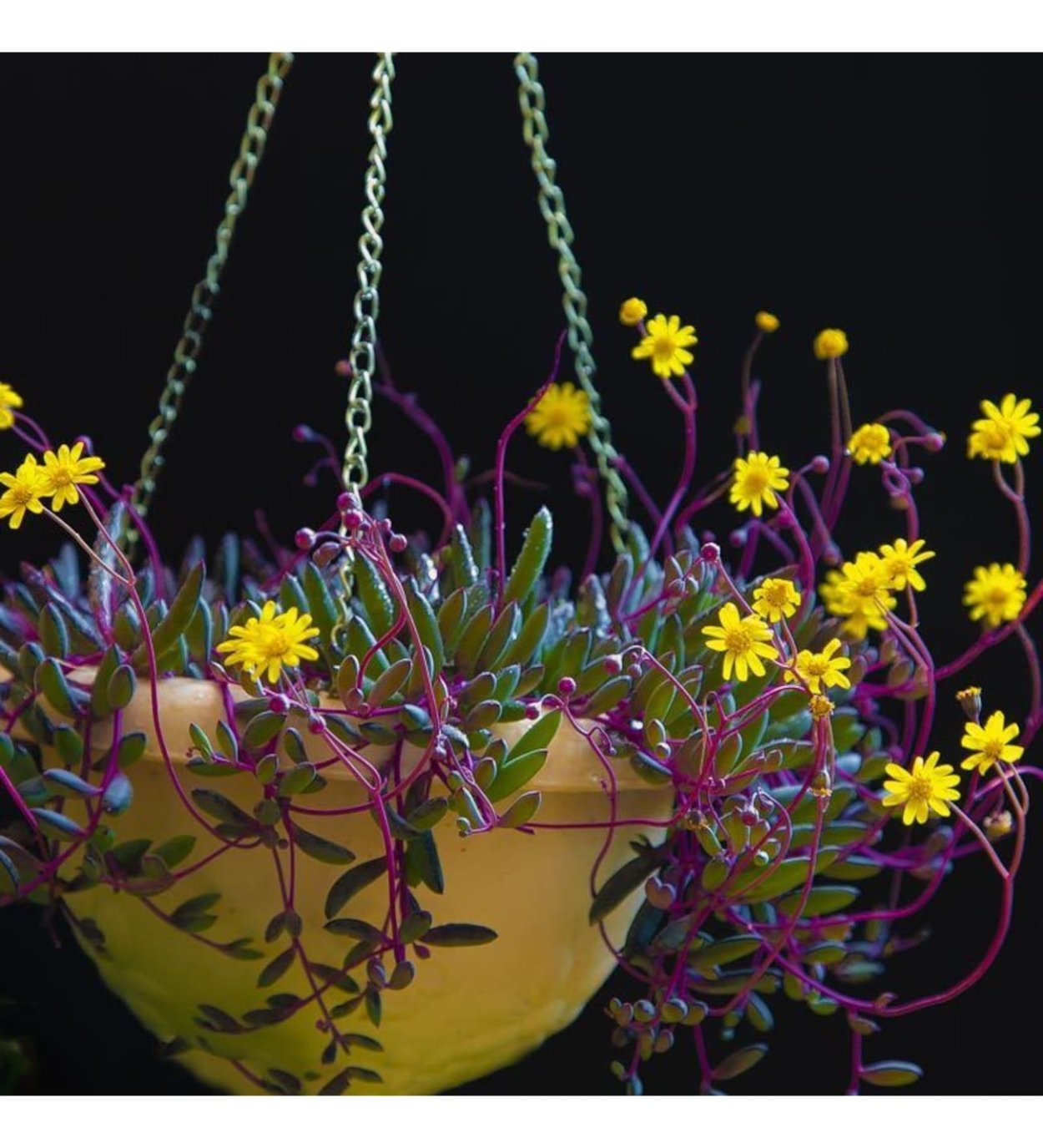 Суккулент Othonna capensis