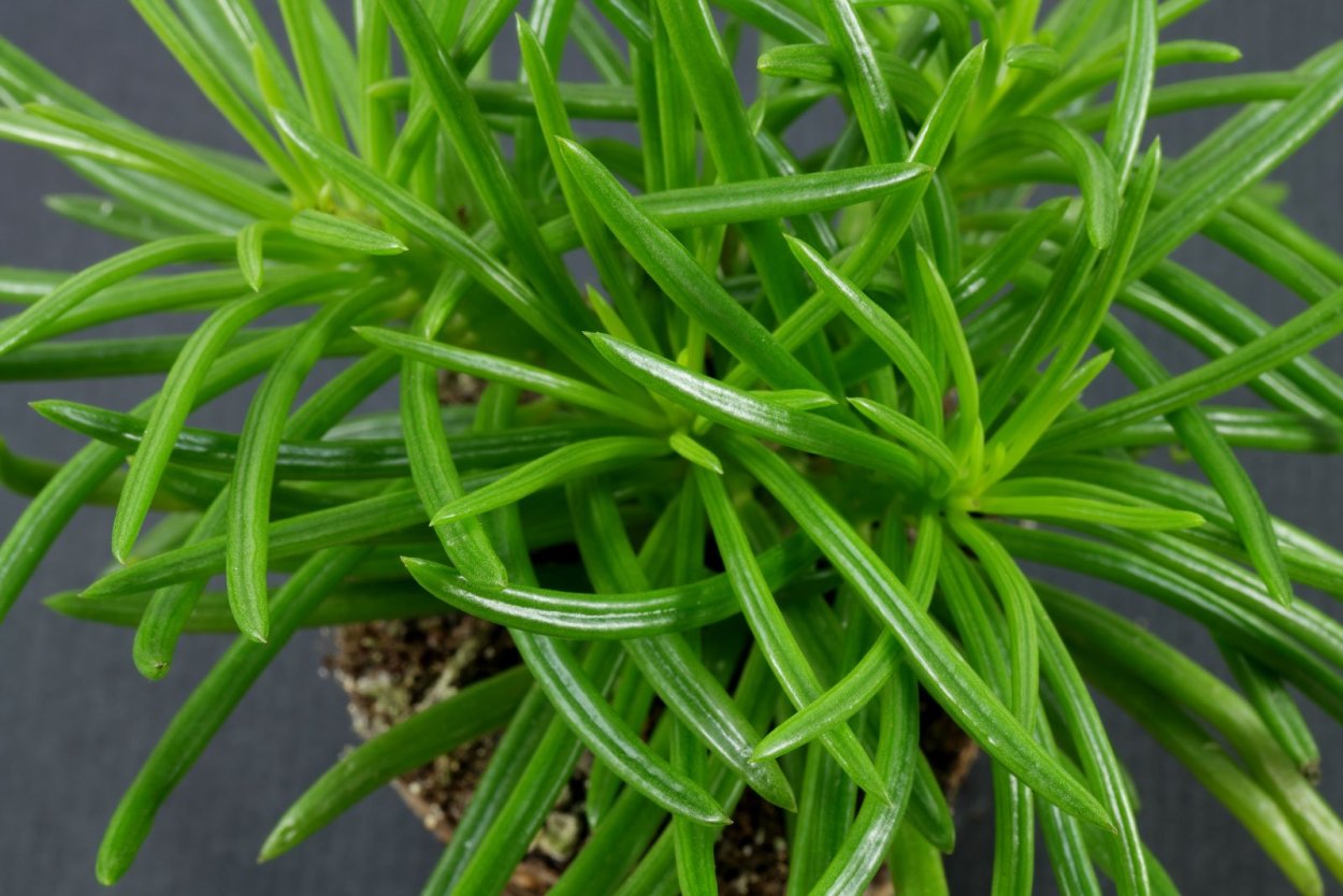 Крестовник барбертоникус