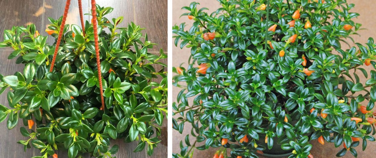 Цветок гипоцирта Золотая рыбка