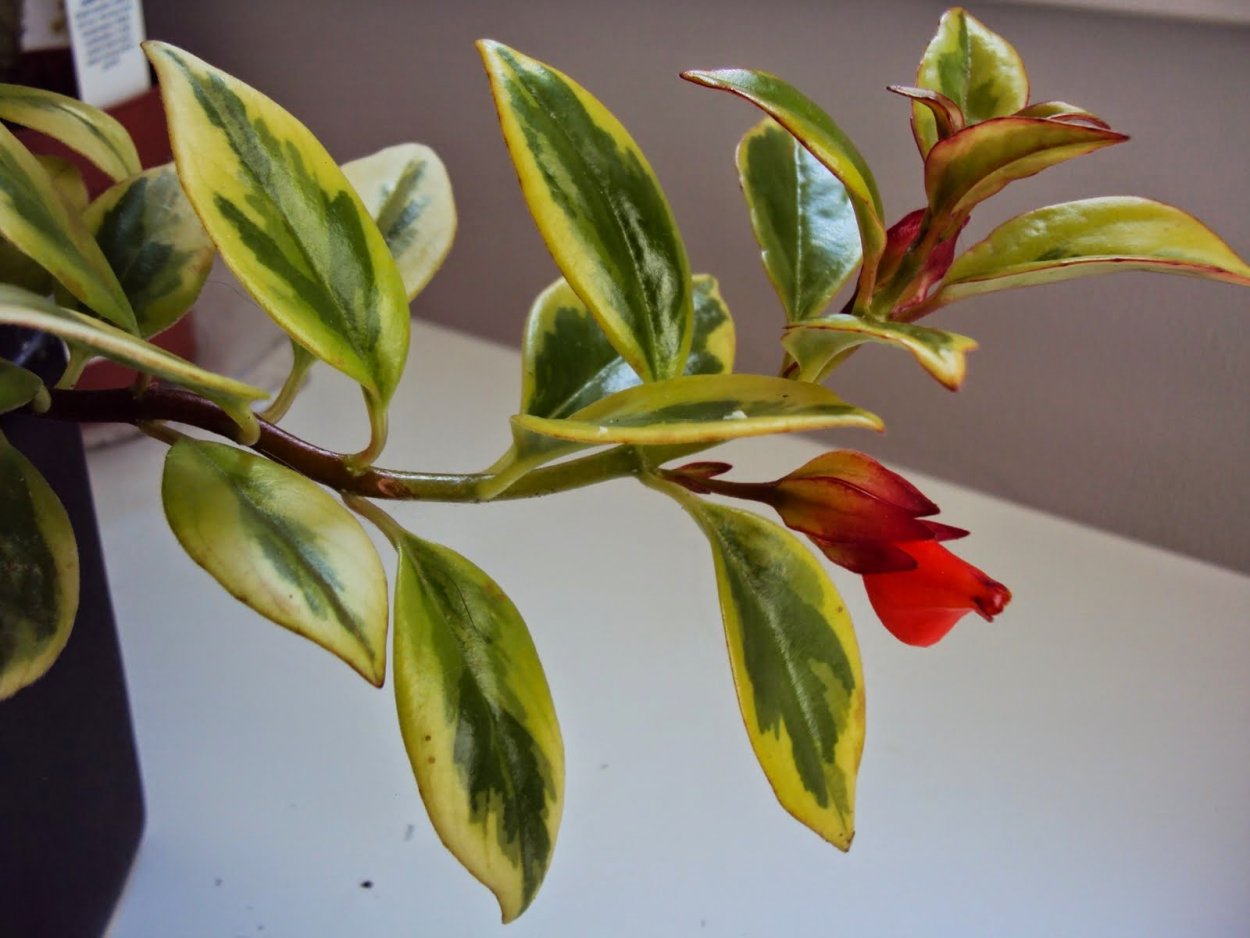 Цветок нематантус Тропикана