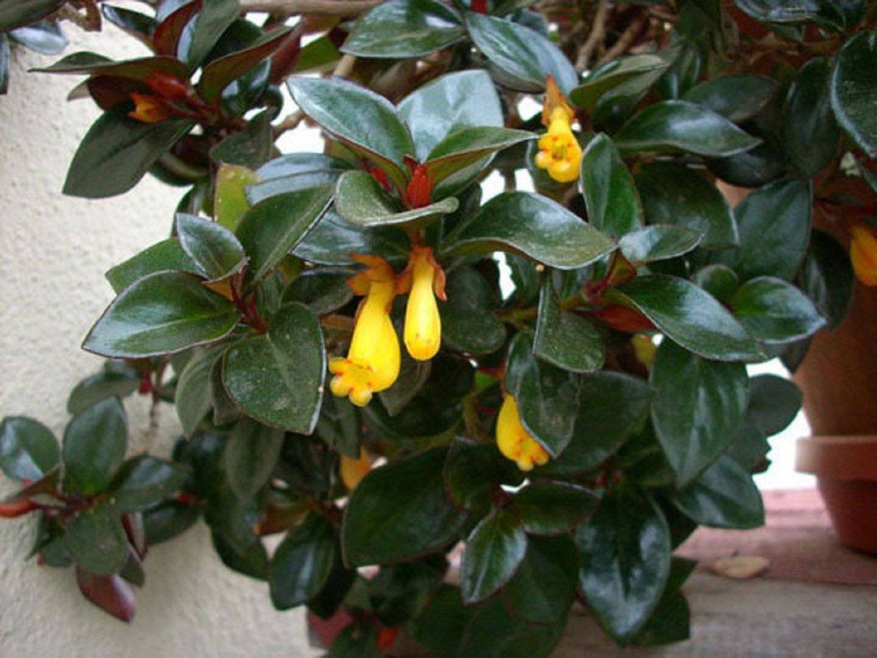 Нематантус зеленый