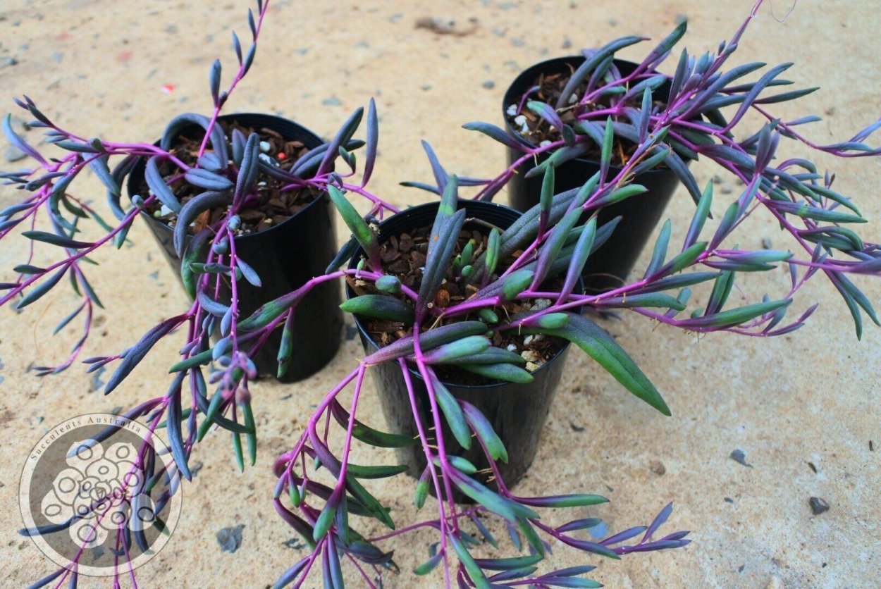 Отонна Капская