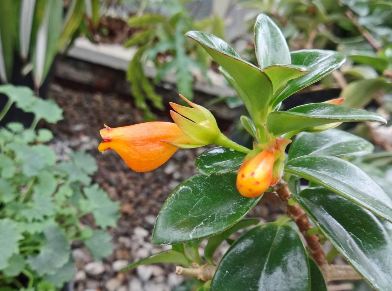 Гипоцирта ампельная