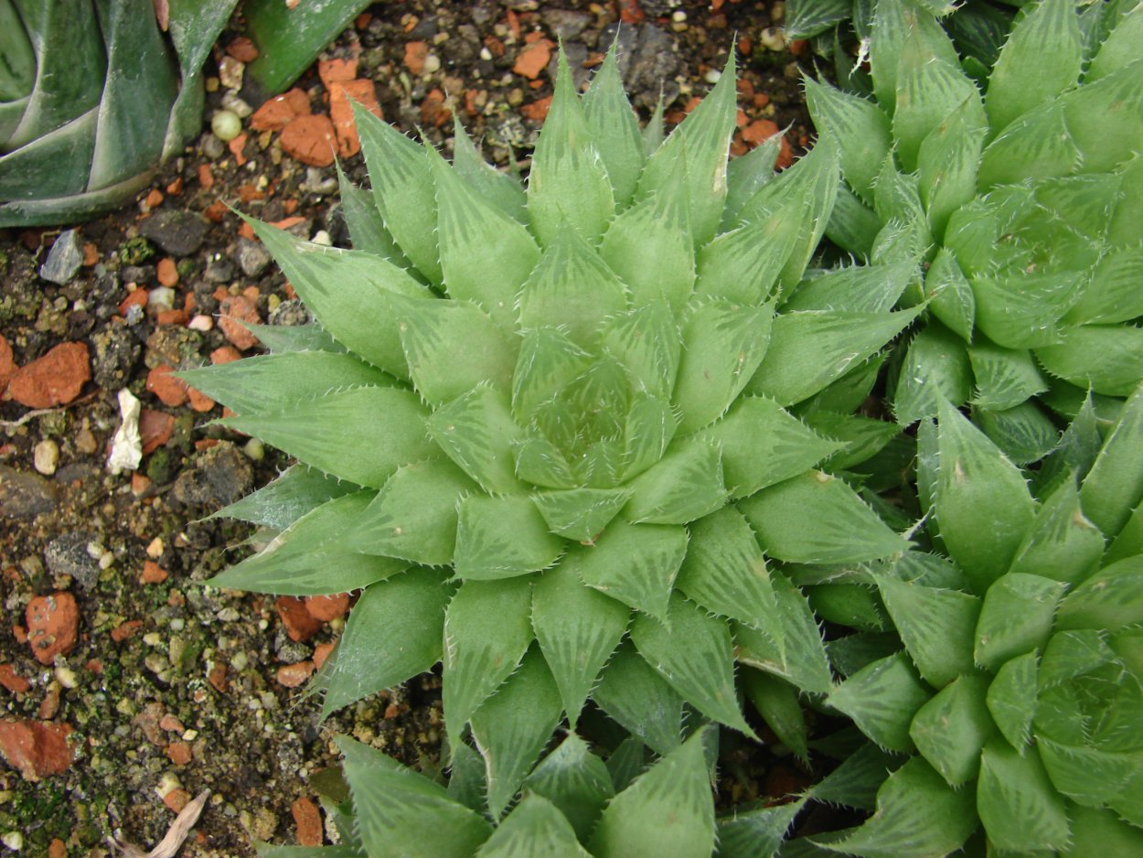 Хавортия herbacea