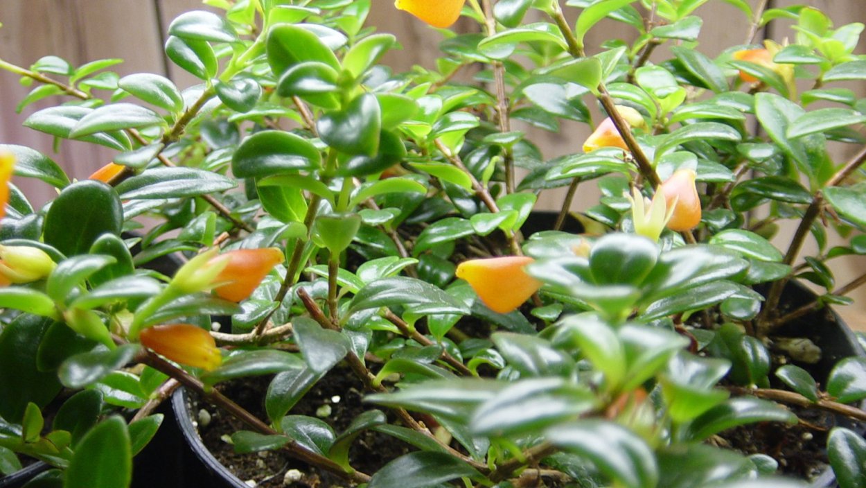 Нематантус мраморный