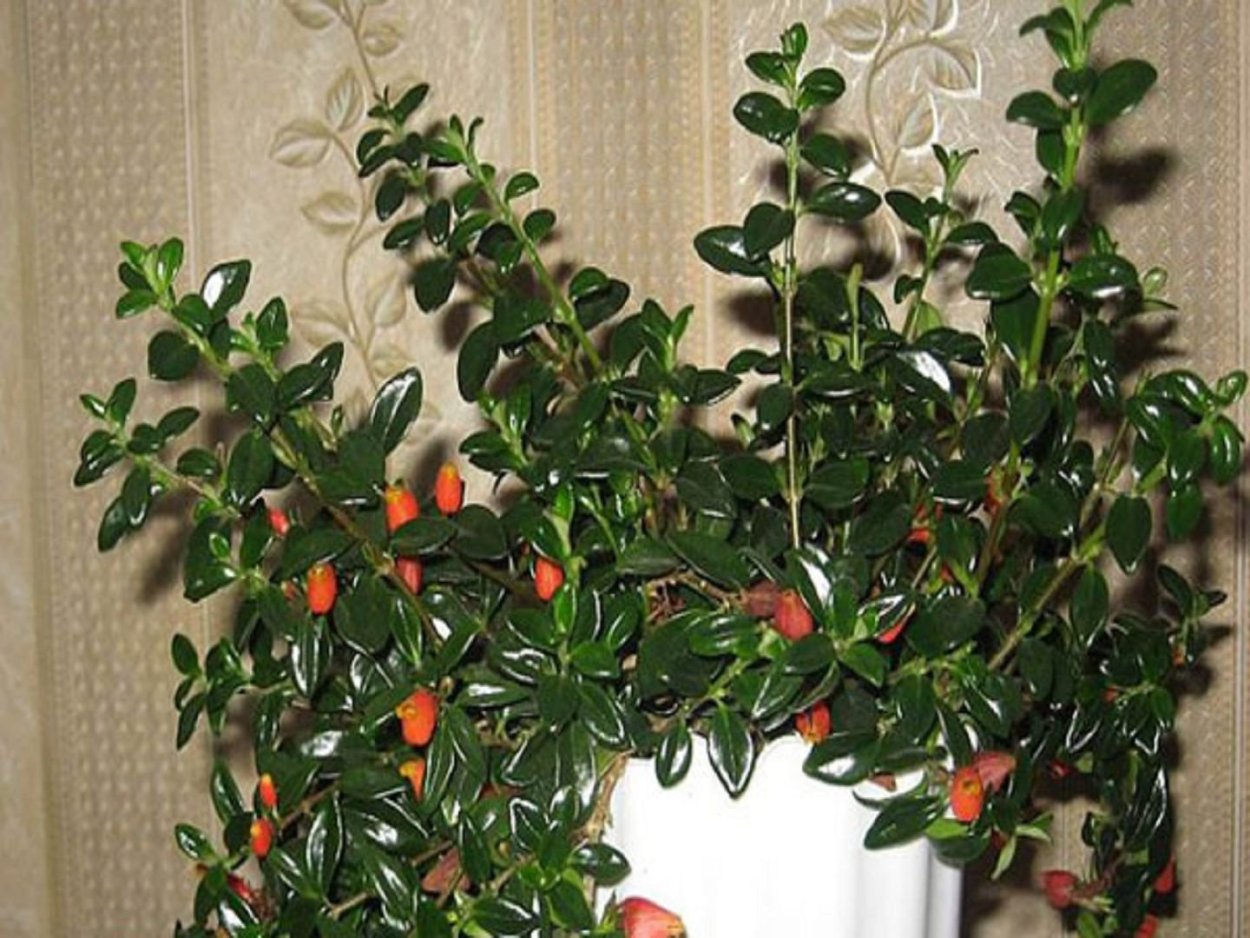 Гипоцирта Монетная