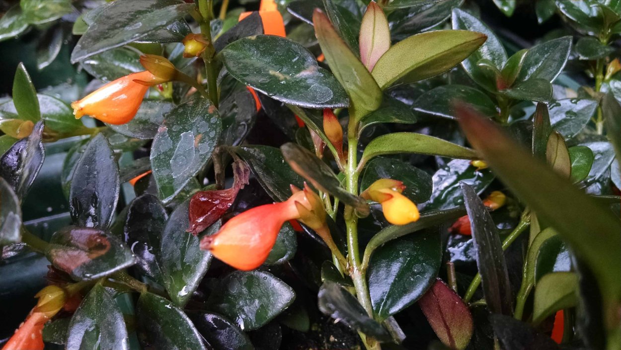 Нематантус (Золотая рыбка цветок)