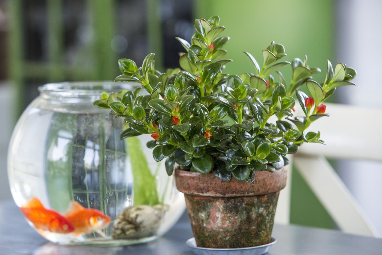 Немантус сорта и виды с фото и названиями