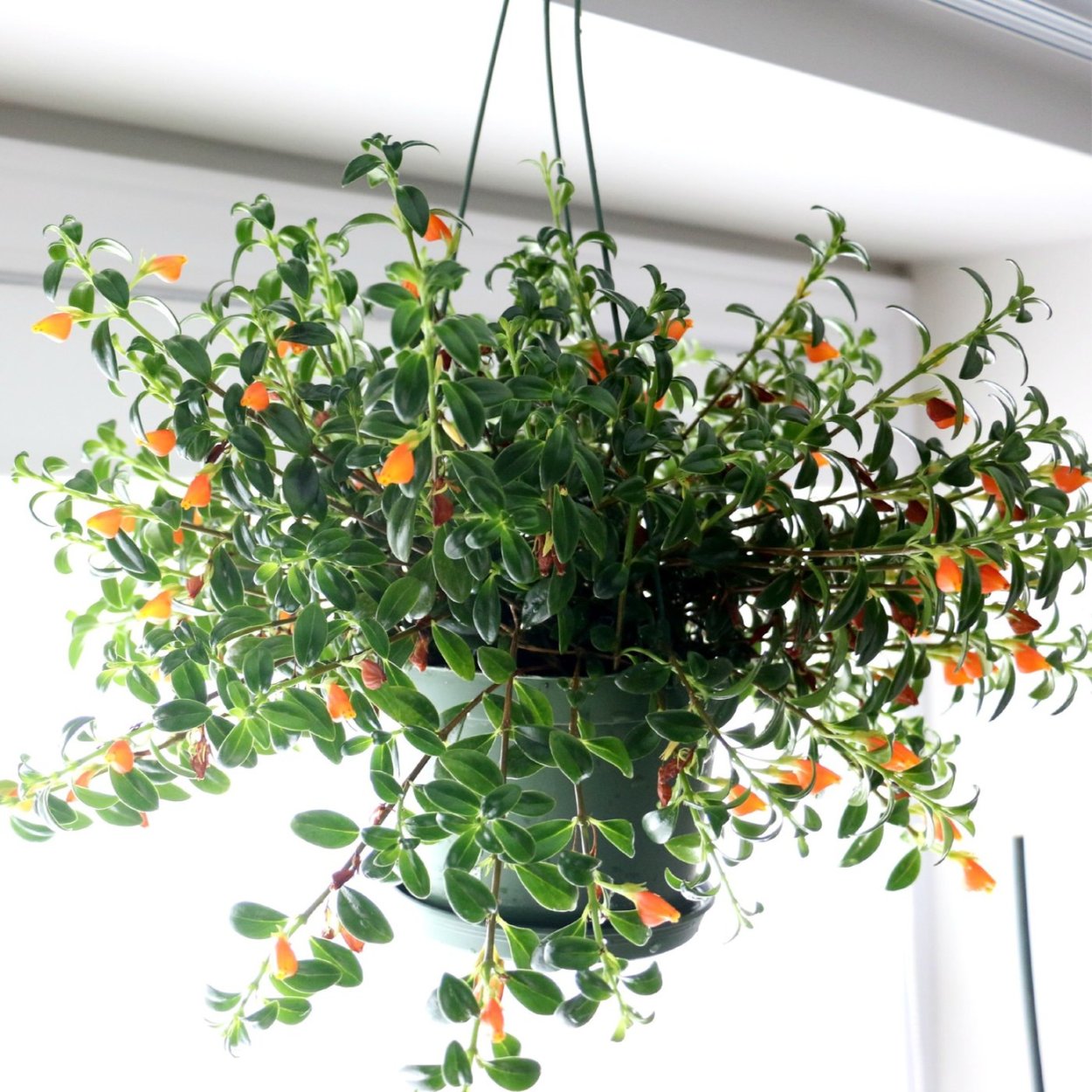 Нематантус комнатный