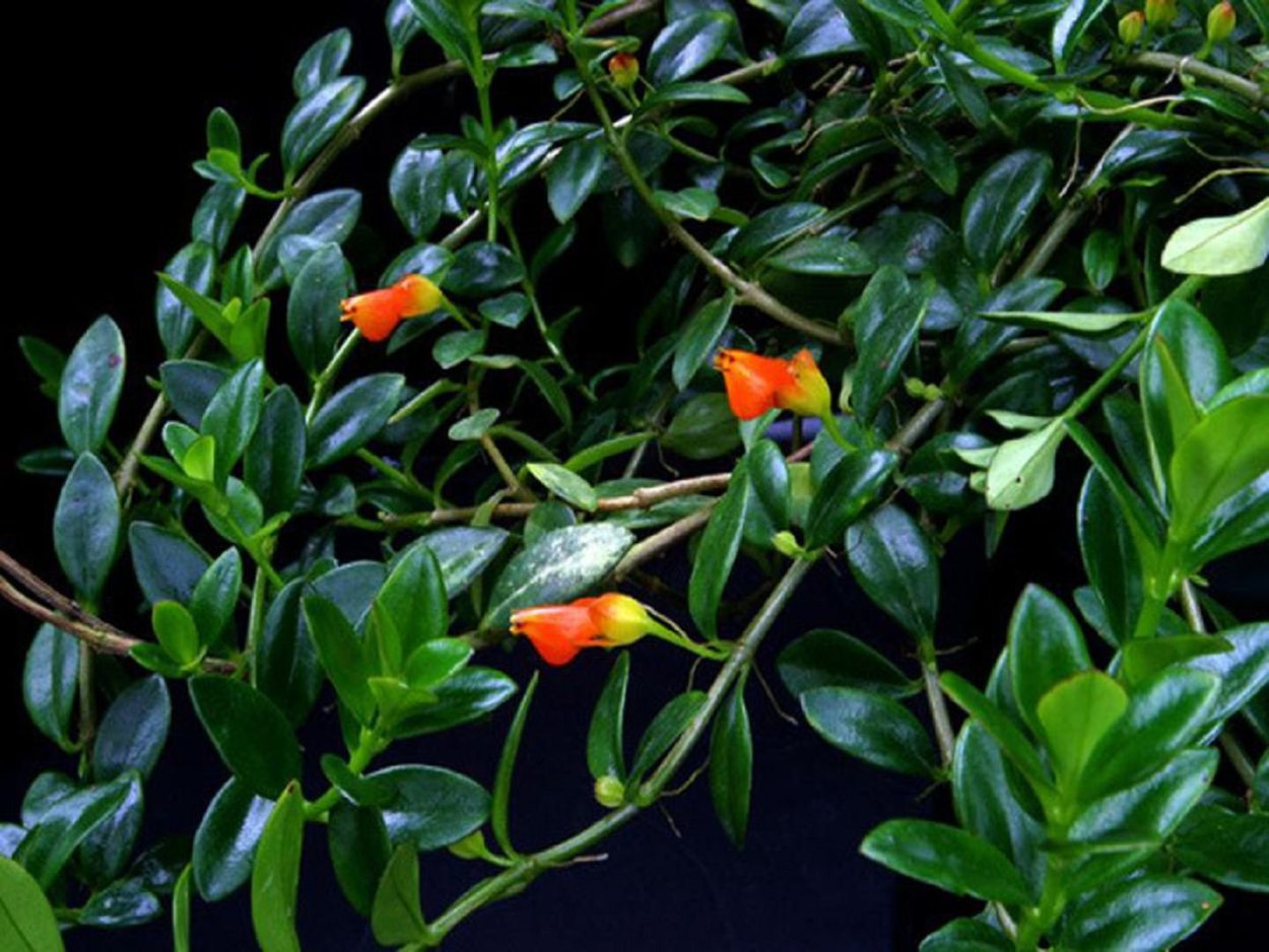 Nematanthus Lemon and Lime